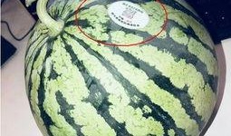 吃瓜网红套餐,网红爆款！揭秘吃瓜网红套餐的火爆魅力